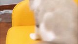 布偶猫：你想干吗快走开！小心一套组合拳呼你脸上！