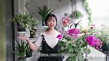 “天竺葵”结了好多“种子”，到底该不该保留？听养花师傅怎么说
