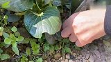 #纯天然绿色蔬菜 想吃荠菜饺子，直接去菜地挖就好了