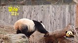 装有零食的水桶挂在高高的树枝上，熊猫贝贝：这难不倒我！看我的