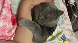 蓝猫：我就爱抱着我妈睡，咋地了