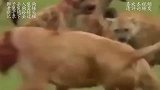 狮子杀入鬣狗老巢，鬣狗直接断子绝孙，镜头记录下全过程！