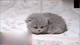 刚出生几天的猫宝宝没有妈妈也没关系