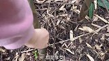 王小川看着鱼塘发呆，圆子带他上山拔竹笋，有说有笑像极了爱情