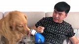 金毛妞妞本来打拳就不怎么样，还总挑战妞爸，这下好了被打惨了
