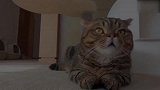 软萌萌的猫咪上线，这可爱的小表情，真是有趣！
