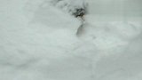 看可爱猫咪如何玩雪