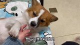 主人说要给小母狗找个藏獒当老公，狗狗吓得立马躺地求饶，成精了