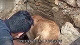 狗妈妈在废墟中刨土，好心人上前一探究竟，刨开瞬间让人泪目！