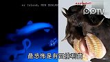 数码-3亿年活化石盲鳗恐怖真面目首次曝光