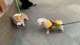 一个太狂了，一个太怂了……