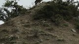 野生的大金雕