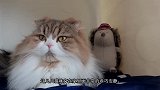 在猫面前穿着恐龙衣服出现会发生什么猫咪这是什么东西