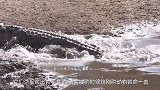 清澈见底的河流中，一条巨大的鳄鱼正缓慢前行，无人机拍下全过程