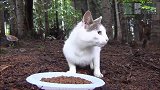 好心人给流浪猫喂食，猫妈发现没危险，才叫4只小奶猫来吃