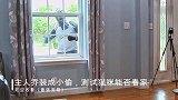 主人乔装小偷进家里偷东西，测试猫咪能否看家，猫却看懵了