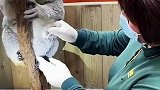 第一次知道，原来树袋熊考拉也有育儿袋