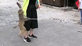 美女调戏猴子