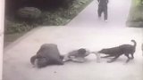 福州一黑犬拖拽撕咬男子致多处受伤 主人：狗受惊打它三拳才停下