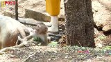 遭到遗弃的猴还真是可怜，没有安全感，到处猴子被吓得崩溃大哭