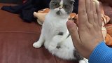 铲屎官想和蓝猫击掌，蓝猫：铲屎的你这没有洗的爪子不要碰我