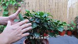 茶花孕蕾期，别再一味施氮肥了，赶紧用上“它”冒出更多花苞