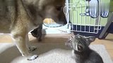 小猫初到家中，看见狗子就慌，两个月后画风突变：称兄道弟
