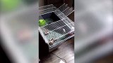 猫咪和仓鼠被隔离，小猫在窗户一直盯着看，真是太可爱了！