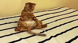 橘猫：屁股底下有条蛇！