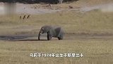 “全球最孤独大象”去世，享年49岁，3岁时被当做外交礼物送到菲律宾