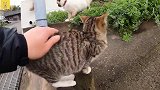 野外的流浪猫比家猫还干净，而且不怕人，好想抓一只卖了