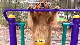 金毛犬听说有狗狗骂自己反应太搞笑！狗狗我看看是谁太逗了！