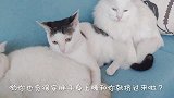 一室流浪猫，满室温暖，养猫人最大的爱好大概就是和猫咪聊聊天了