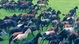 策马扬鞭驰骋在大草原之上