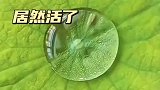 水滴下的一条鱼，居然活了