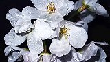 空枝念念守残香    落花回头劝离殇    今春已老先别过    来春新颜再红妆 花别枝 唯美诗词