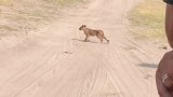 一家人一起出来散步应该是件幸福事儿，野生动物零距离 狮子 澳洲link  微信8