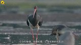 黑河发现熊猫鸟，集美貌与优雅于一身，鸟夫妇却会吞吃几天大幼鸟