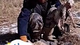 母羊在山上生了羊羔，主人就地为羊羔取暖