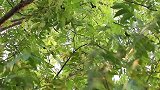 田园生活丰富多彩，胖妹嘴馋核桃，不用买，带狗上山树上摘，痛快