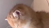 小猫半夜强忍睡意陪主人看书