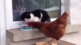 公鸡明目张胆的吃猫咪的口粮，猫咪的连环拳被公鸡无视，好尴尬