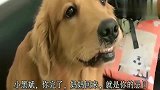 金毛听主人说不要它了并让它走后，就气得呲牙用眼睛瞪主人，真逗