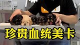 喜欢小狗的注意了，五只刚满月尊贵血统的小狗来了