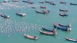 浙江舟山枸杞岛“海上牧场”海鲜便宜像白菜