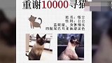 杭州10000元寻猫未兑现女子道歉：承认转账造假 很内疚