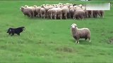 牧羊犬的内心是难以说出！遇到不服从命令还打狗的羊！