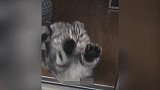 这只小猫在看什么呢，一直东张西望，太搞笑了！
