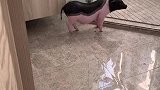 老四知道真相后，会不会生气