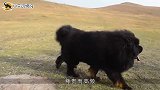 世界第一猛犬土佐，一招秒杀犬王藏獒，镜头拍下全过程